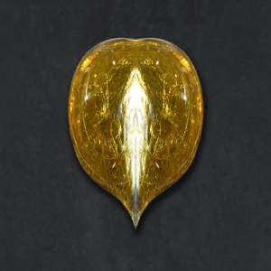 Gold Bug