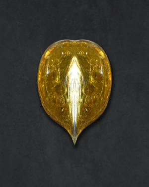 Gold Bug
